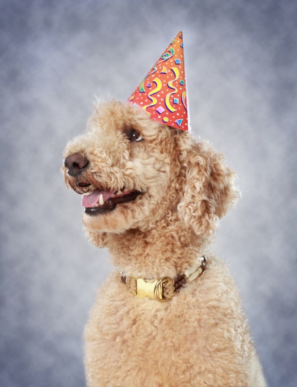 cute poodle dog wearing party hat